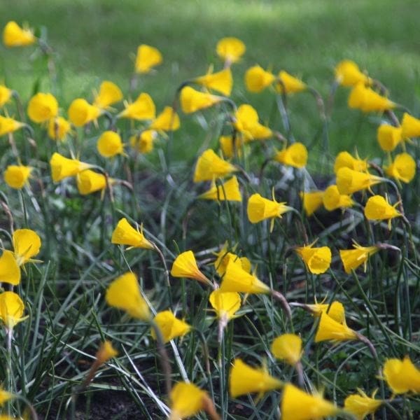 Narcissus bulbocodium