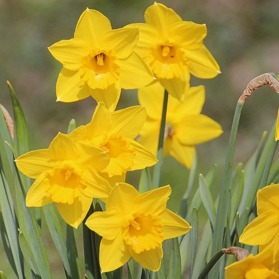 Buy species daffodil or the Tenby daffodil bulbs Narcissus obvallaris ...