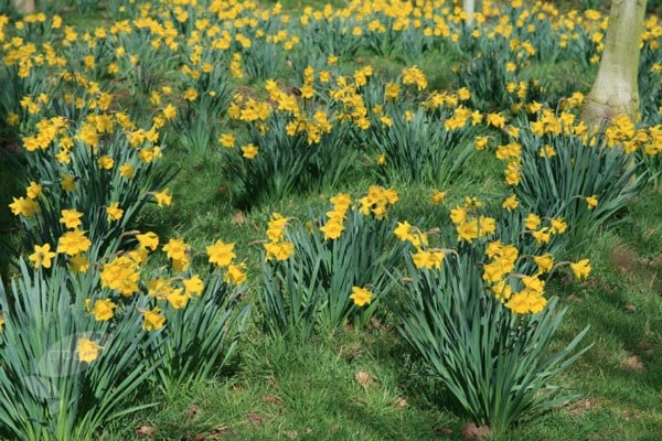 <i>Narcissus obvallaris</i> 