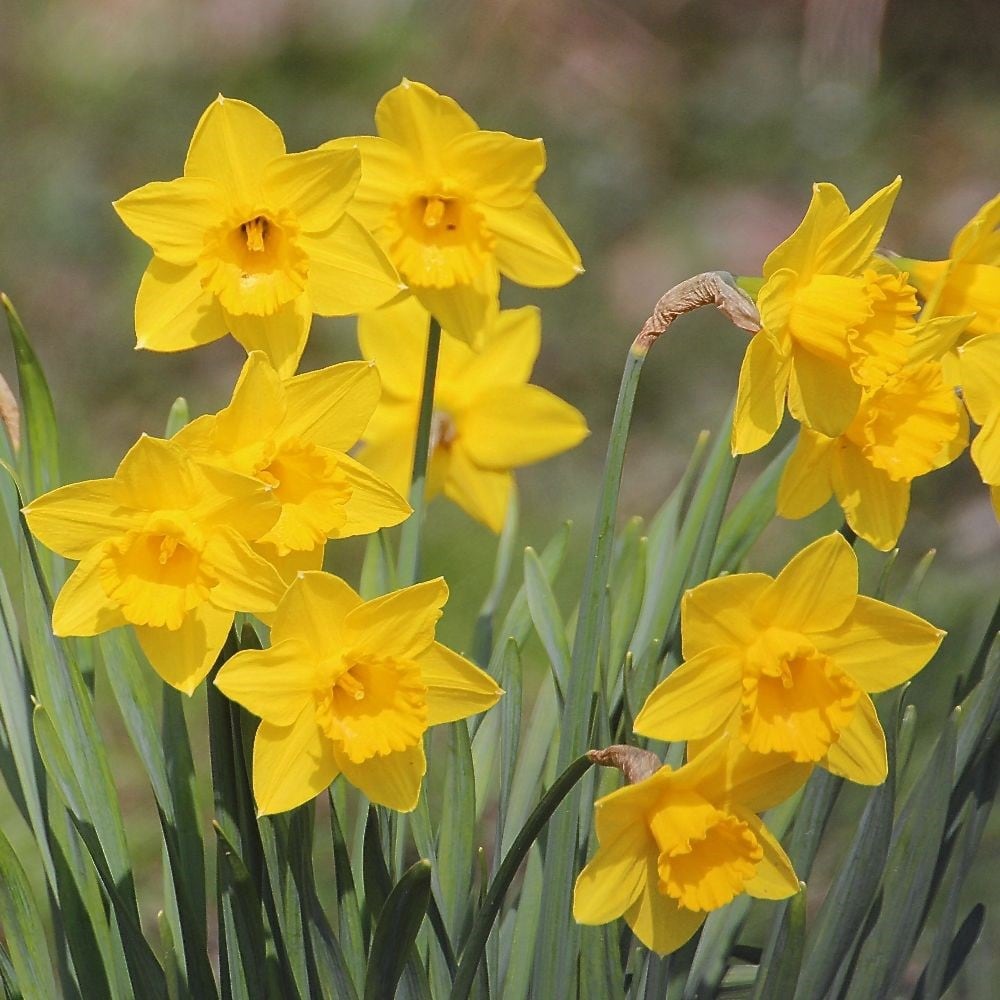Buy species daffodil or the Tenby daffodil bulbs Narcissus obvallaris ...