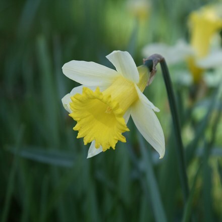 Narcissus lobularis (Haw.) Schult. & Schult. f.