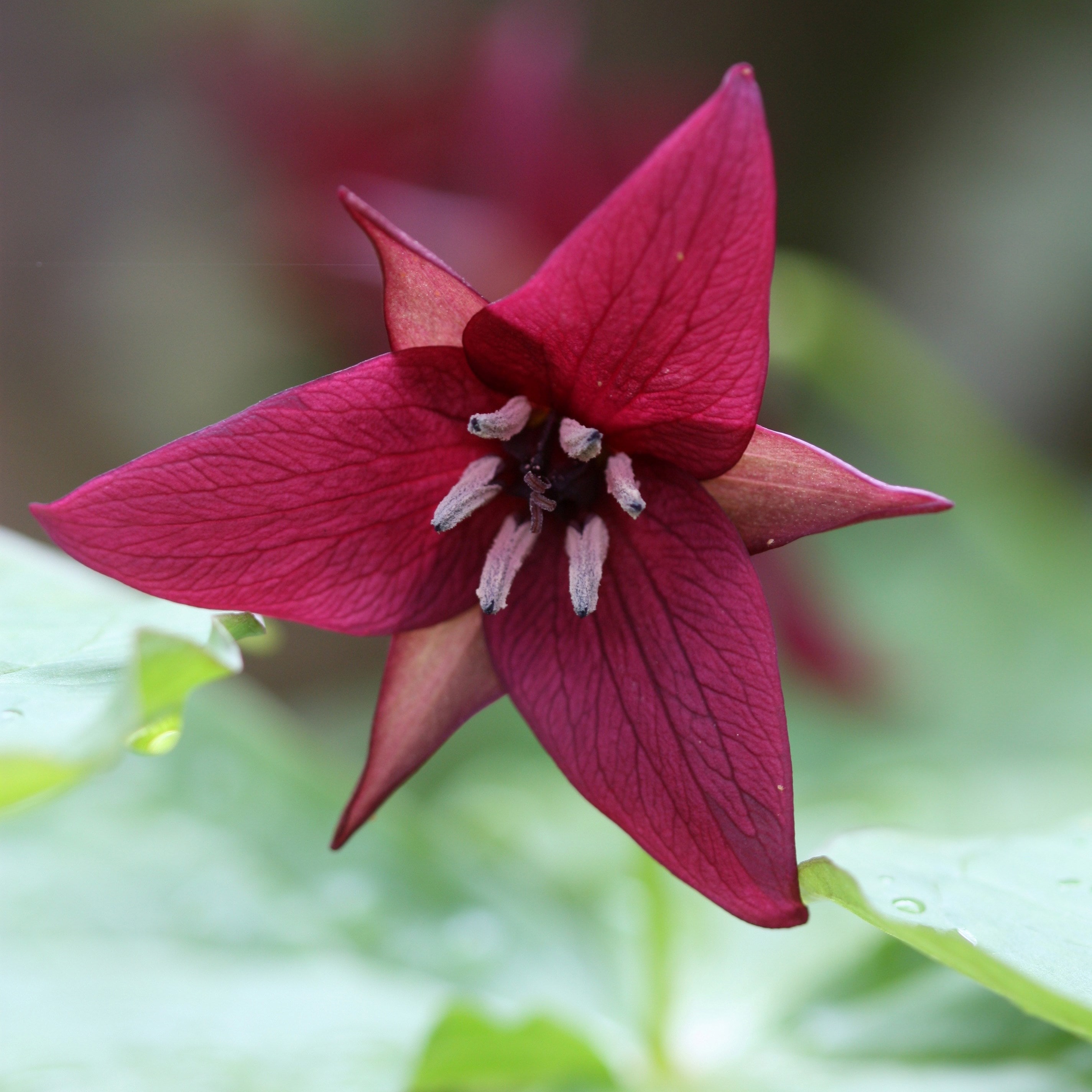 Product options image