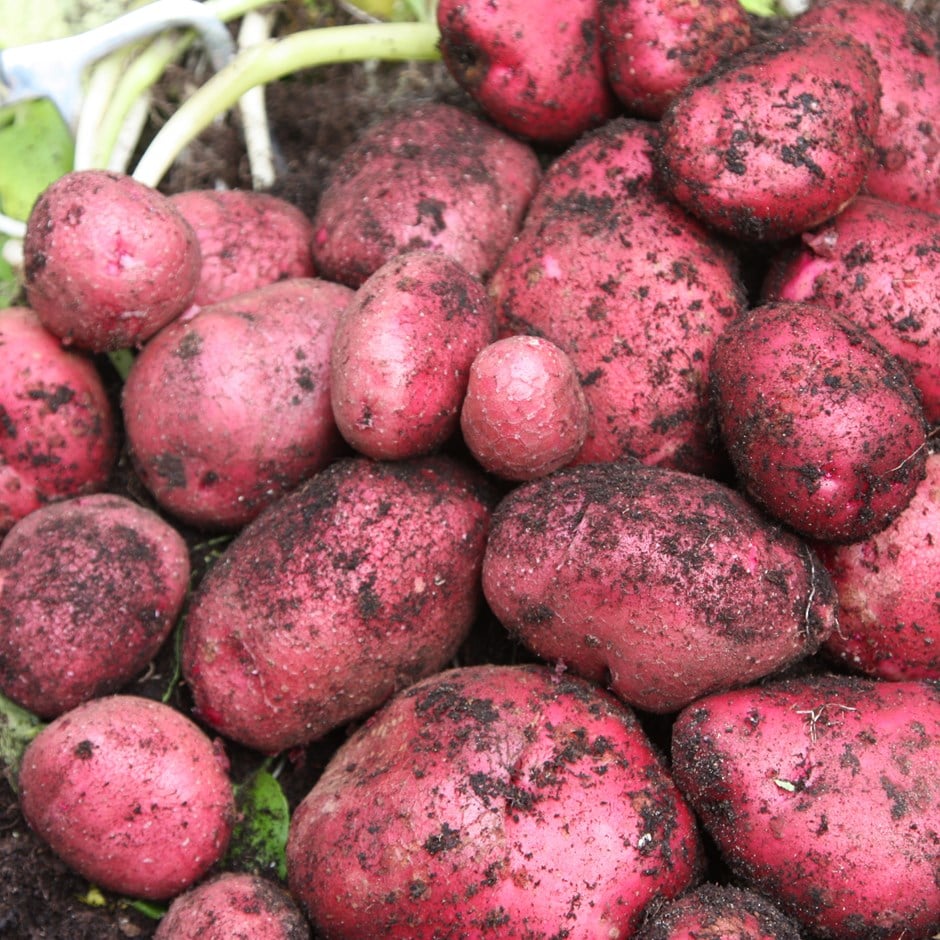 potato 'Red Duke of York'
