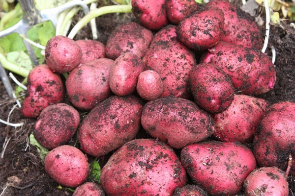 potato Red Duke of York