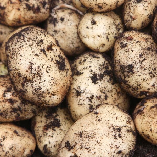 potato British Queen