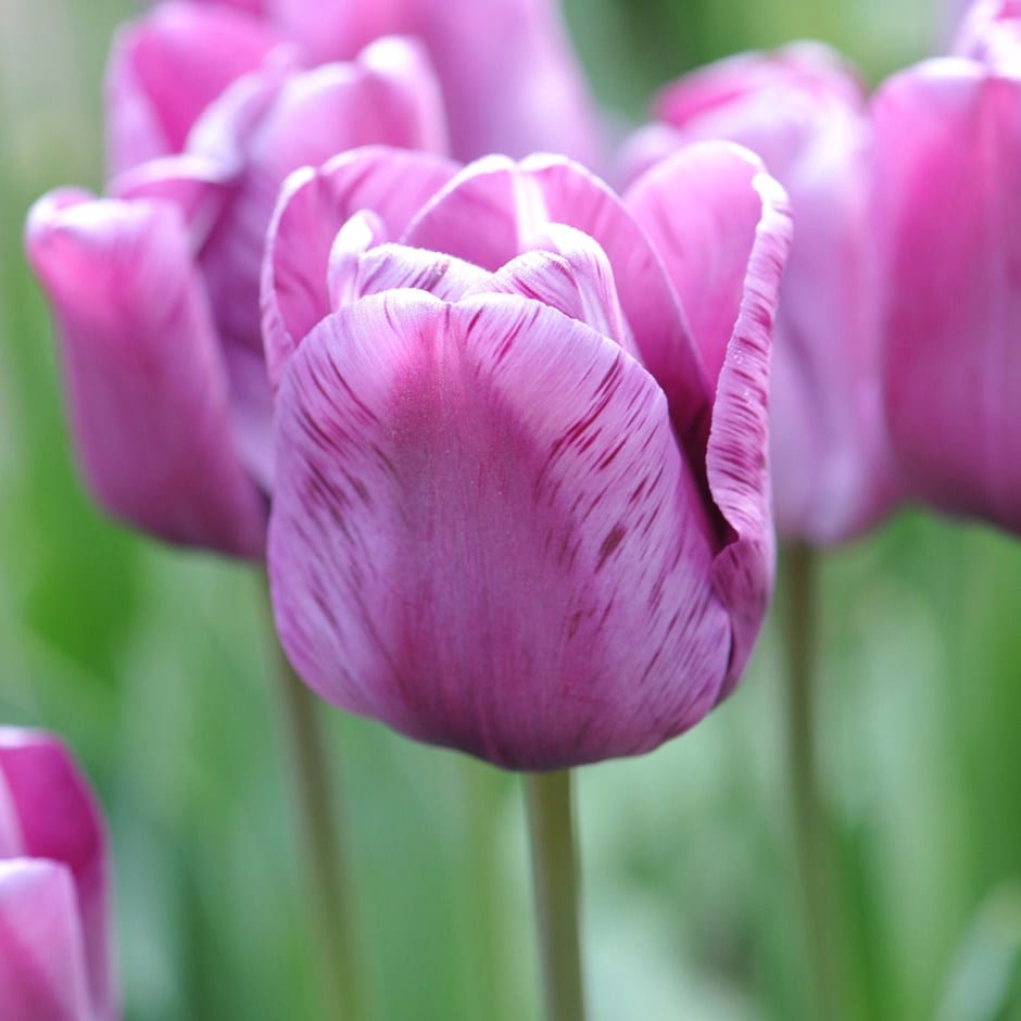 <i>Tulipa</i> 'André Rieu'