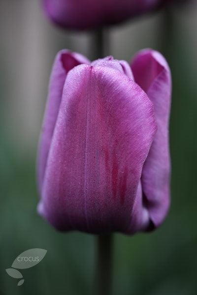 <i>Tulipa</i> 'André Rieu'