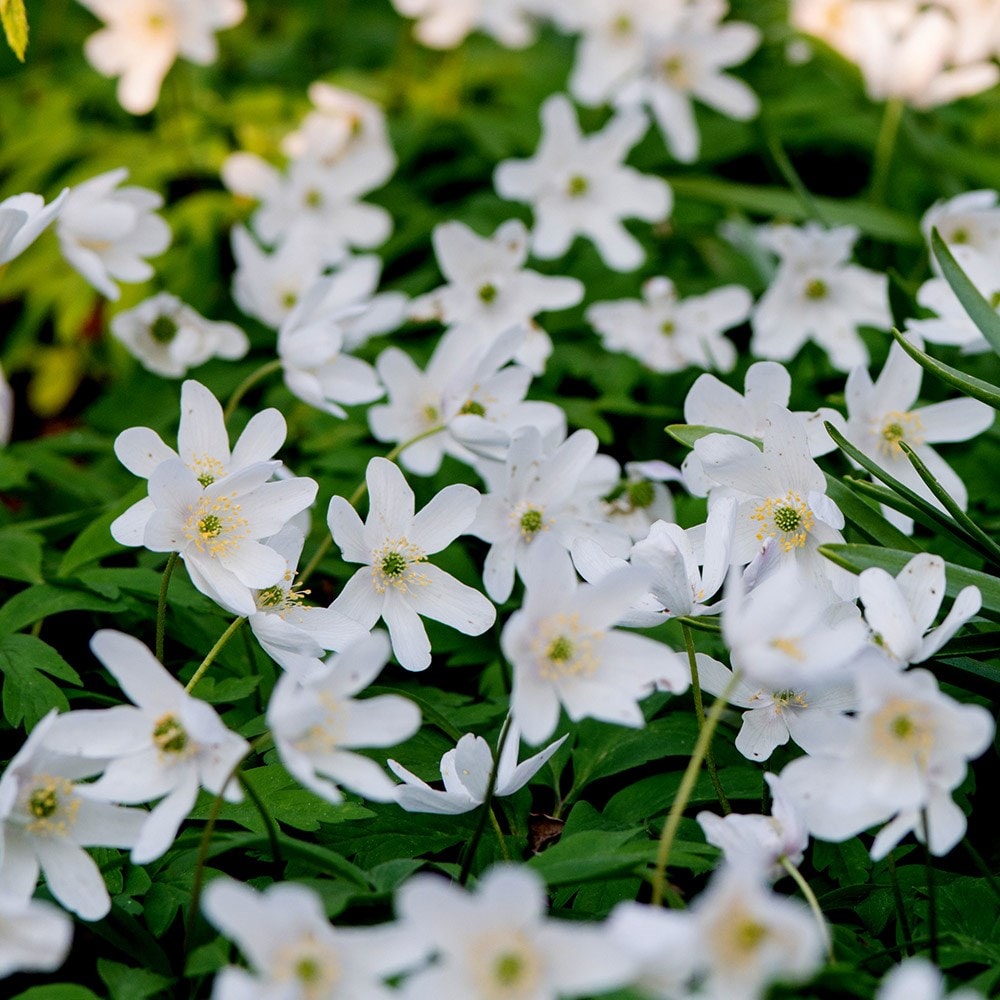 Woodland bulbs® 25 x ENGLISH WOOD ANEMONE NEMOROSA Freshly-Lifted Spring Flowering Bulbs FREE UK P&P Rhizomes Plant With Snowdrops & Bluebells 