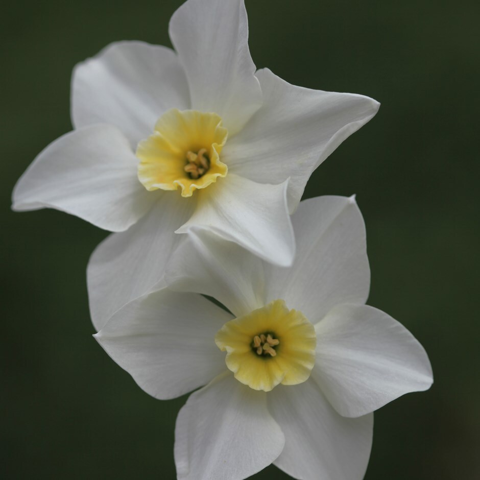 <i>Narcissus</i> 'Lieke'