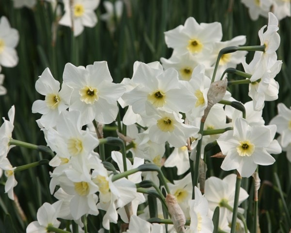 <i>Narcissus</i> 'Lieke'