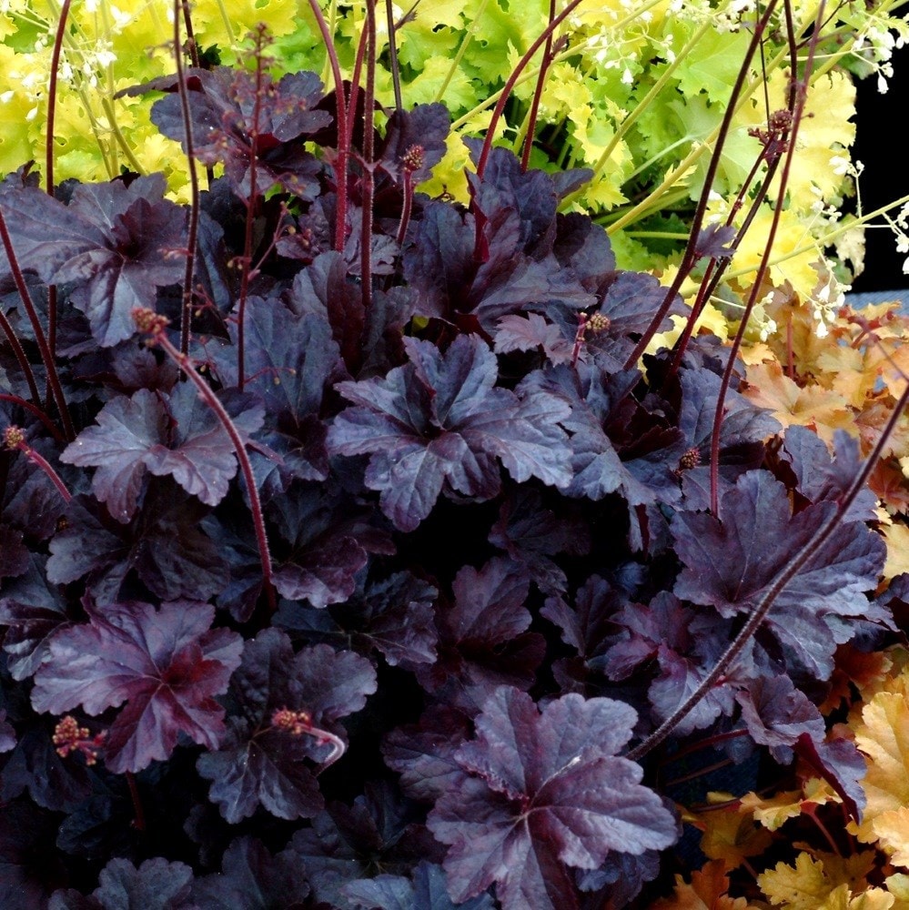 Product options image