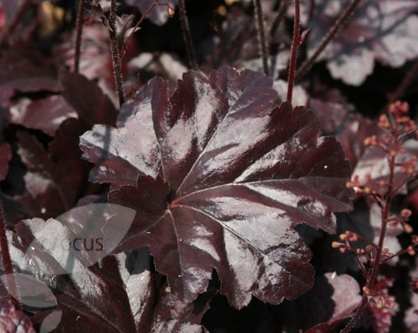 Heuchera Obsidian (PBR)