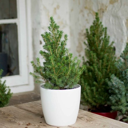 Tabletop Christmas tree in white pot cover