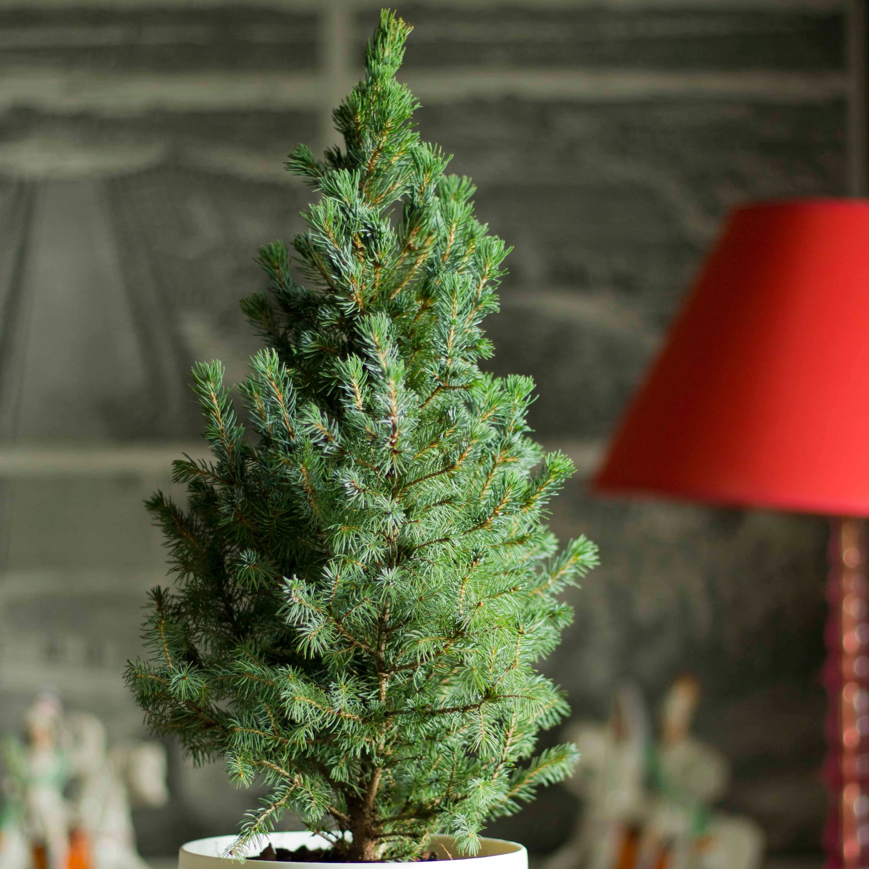 Buy Tabletop living green Christmas tree and white pot Tabletop