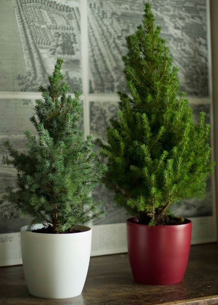 Buy Tabletop living green Christmas tree and white pot Tabletop Christmas tree 'and white pot ...