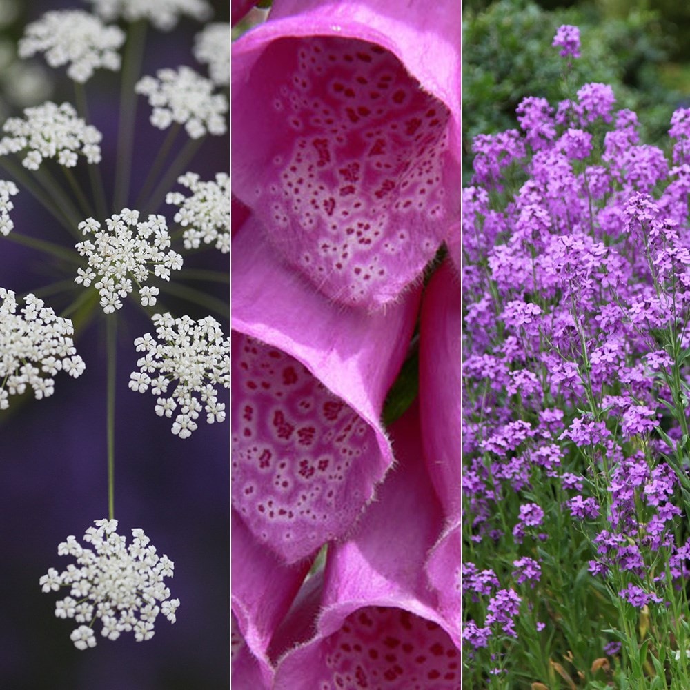 Product options image