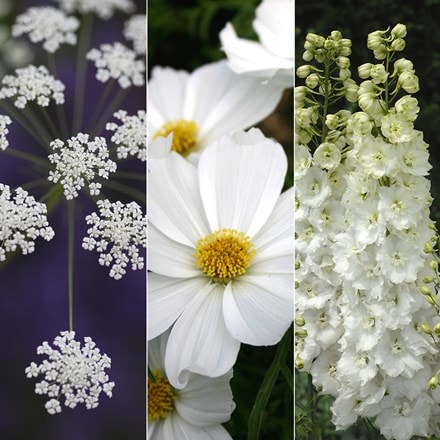 White flowering seed combination