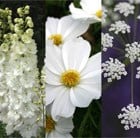 White Flowering Seed Combination
