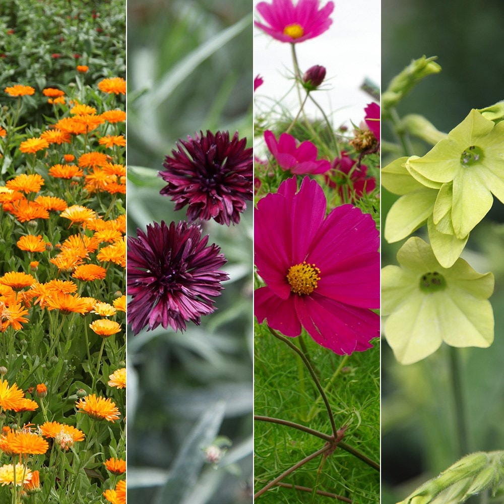 Product options image