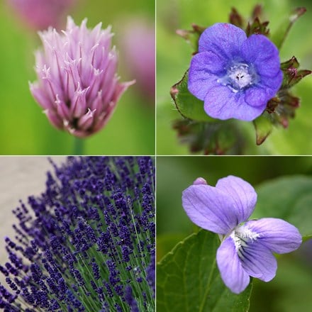 Edible flowers plant and seed combination