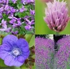 Edible Flowers Plant Combination
