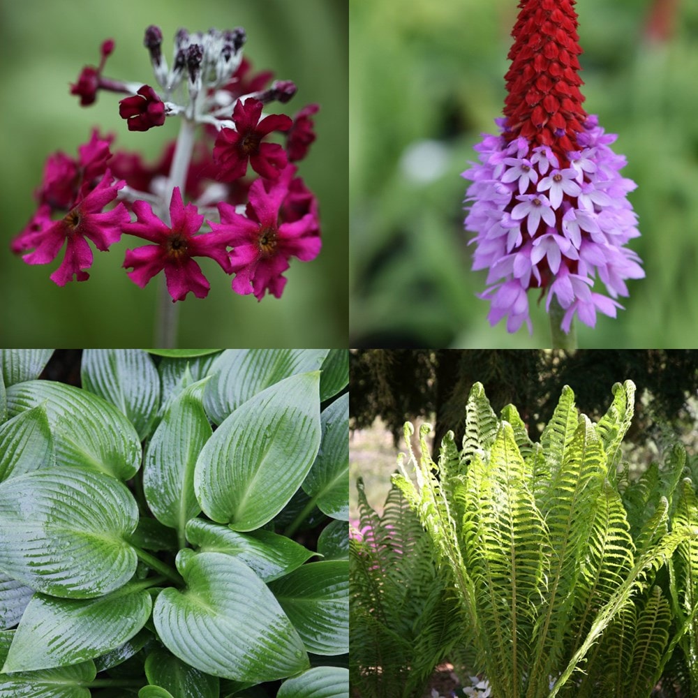 Damp shade mini-border collection