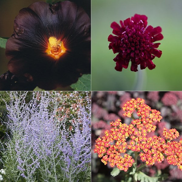 Dry sun plant combination