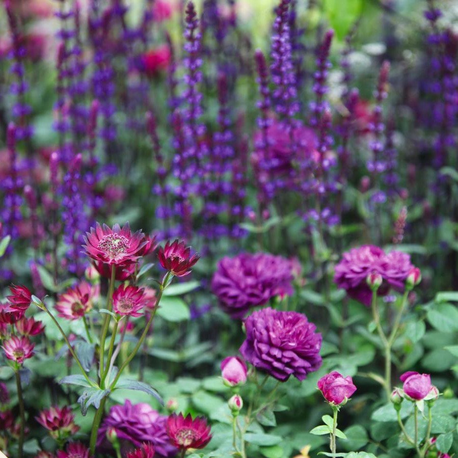 Add some oomph plant combination