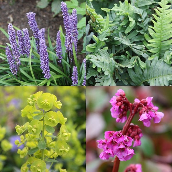 Evergreen Groundcover Plant Combination 19 96 Delivery By Crocus Evergreen Groundcover Plant, Ground Cover Plants Uk