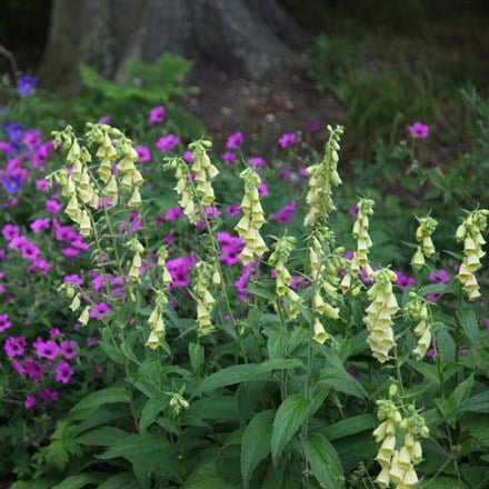 Shade lovers plant combination