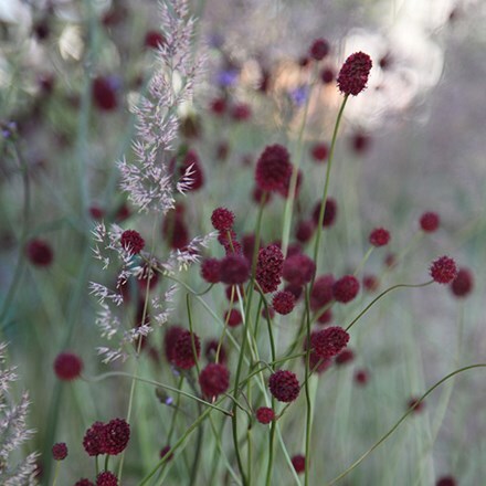 Sanguisorba and Calamagrostis plant combination