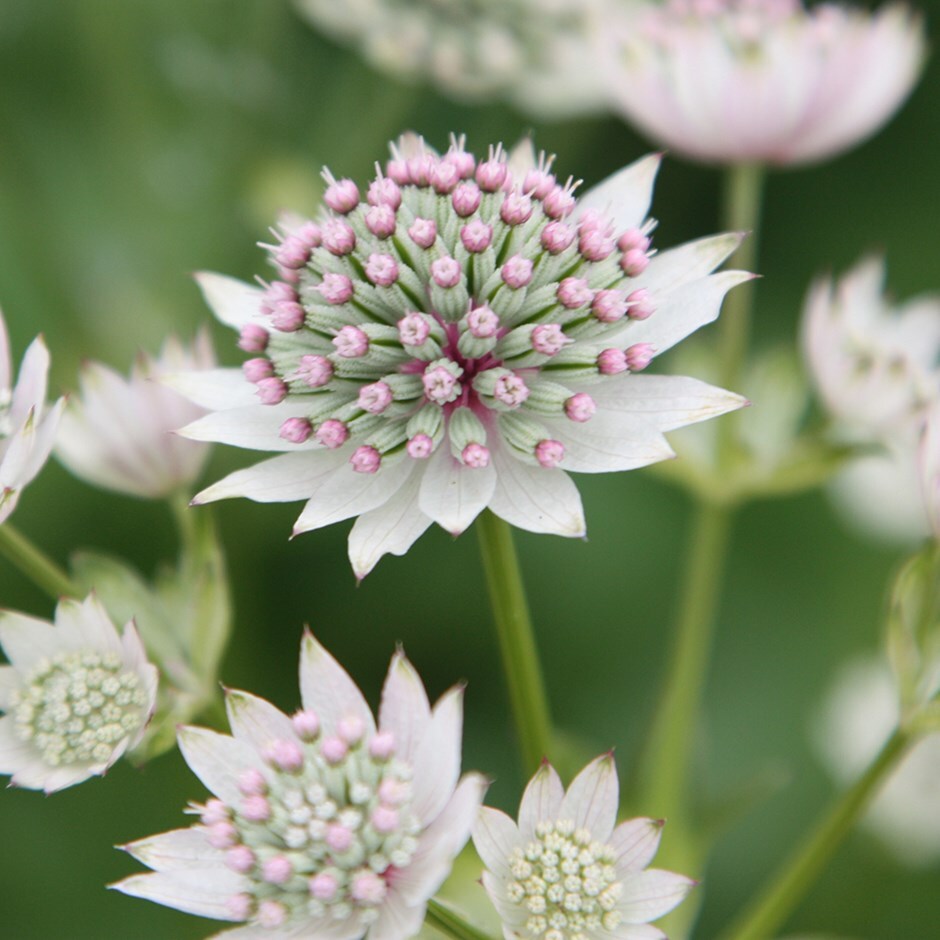 masterwort