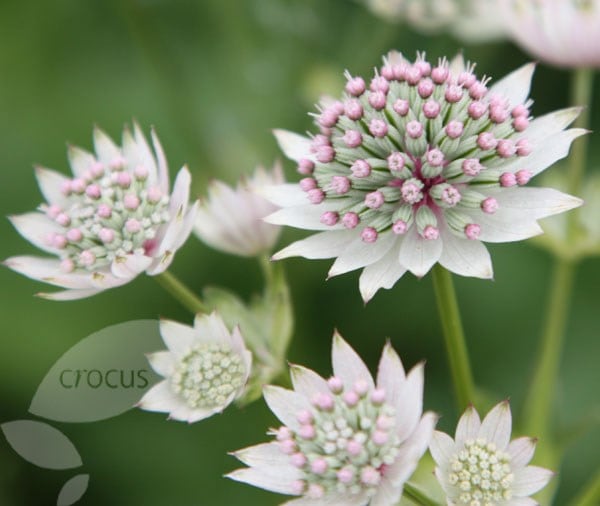 Astrantia major Star of Billion (PBR)