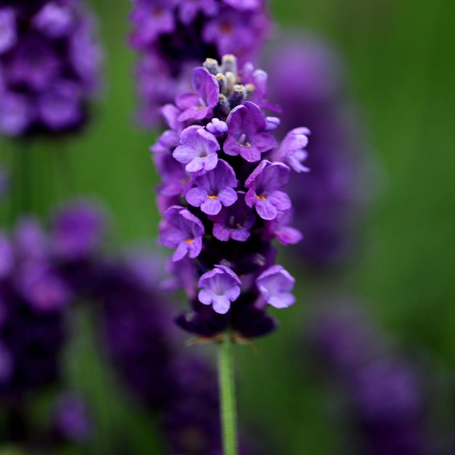 <i>Lavandula angustifolia</i> 'Imperial Gem'