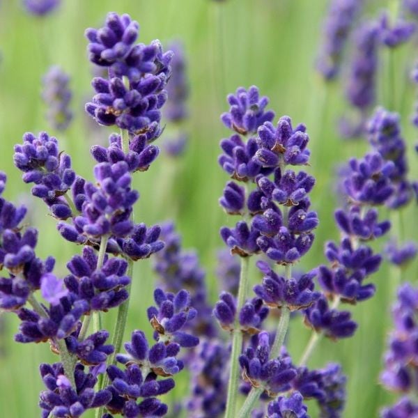 Lavandula angustifolia Imperial Gem