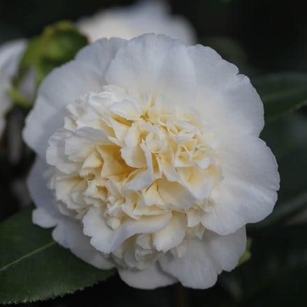 <i>Camellia japonica</i> 'Brushfield's Yellow'