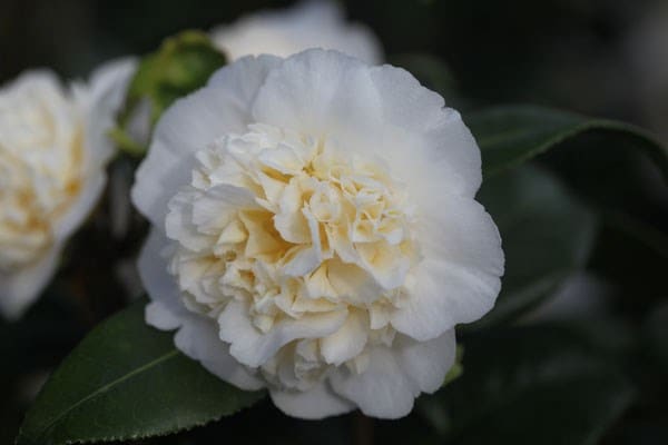 Camellia japonica Brushfield's Yellow