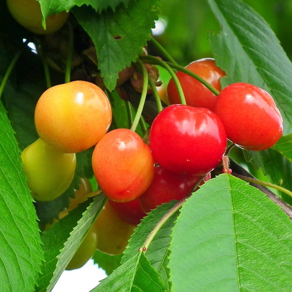 cherry 'Merton Glory'
