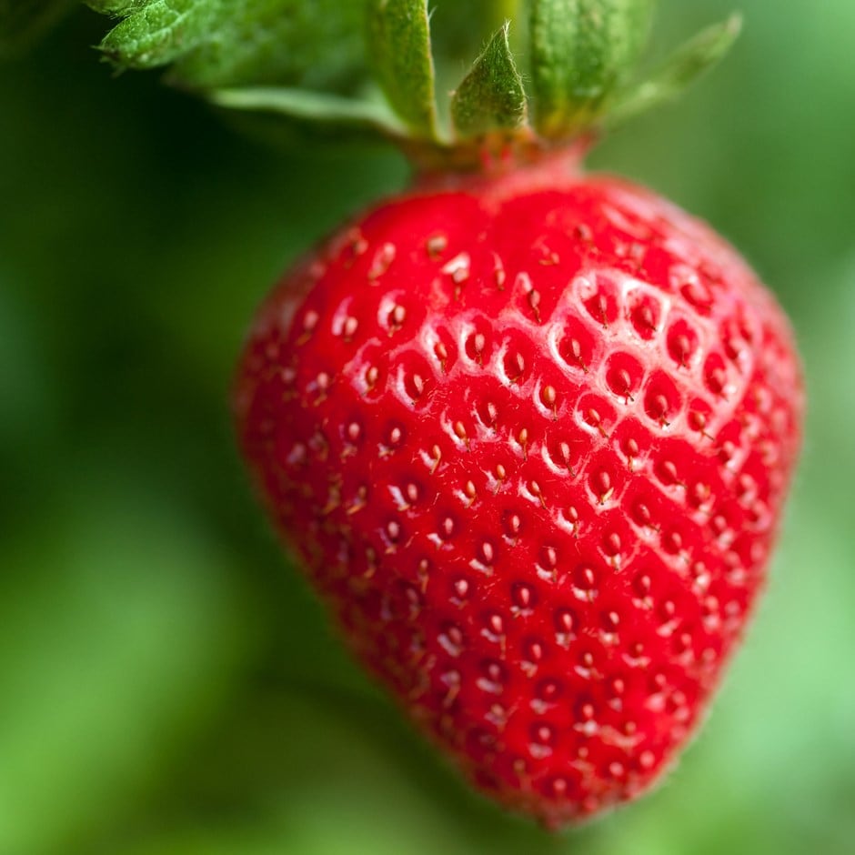 buy strawberry mid to late season fruiting strawberry fenella pbr