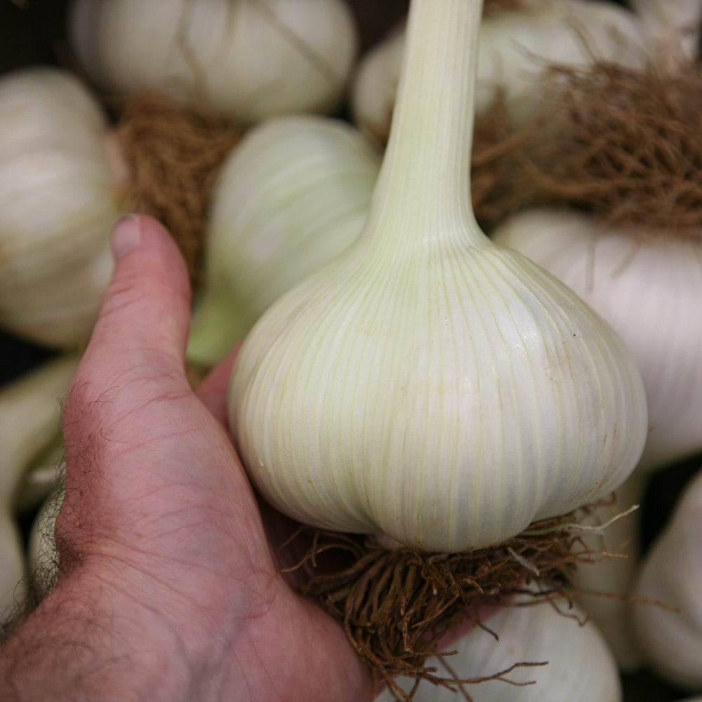 garlic 'Elephant Garlic'