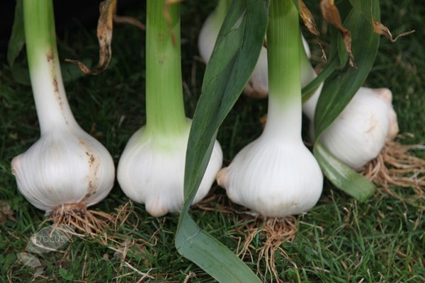 garlic 'Elephant Garlic'