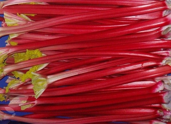 rhubarb Raspberry Red
