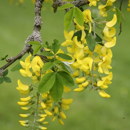 Picture of Laburnum alpinum Pendulum