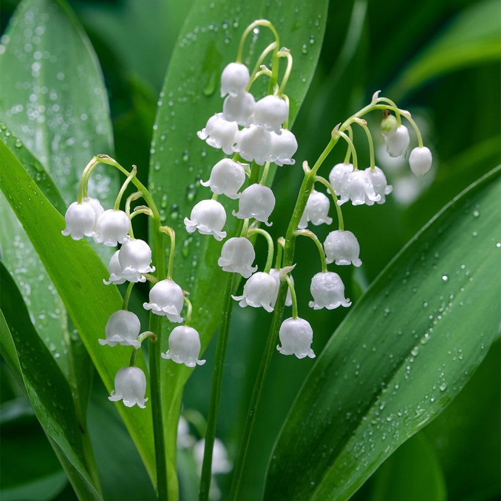 Product options image