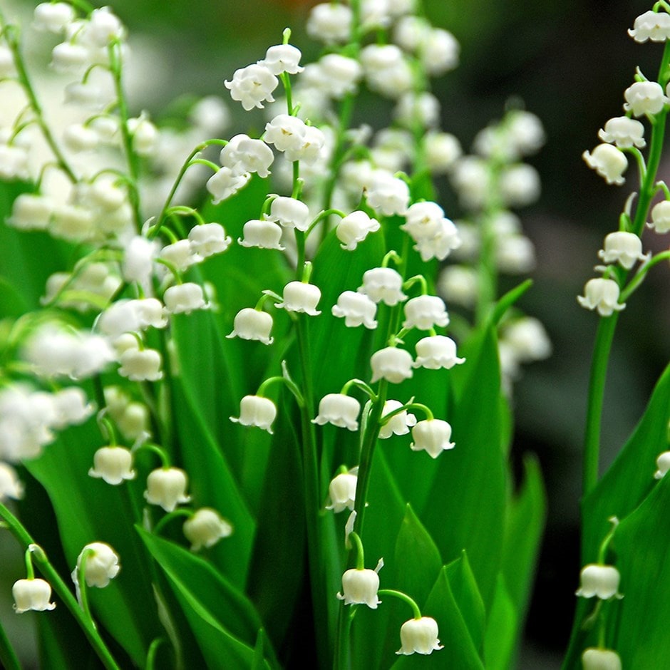 Buy lily-of-the-valley Convallaria majalis: £7.99 Delivery by Crocus