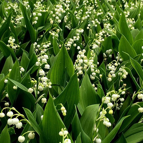 <i>Convallaria majalis</i> 