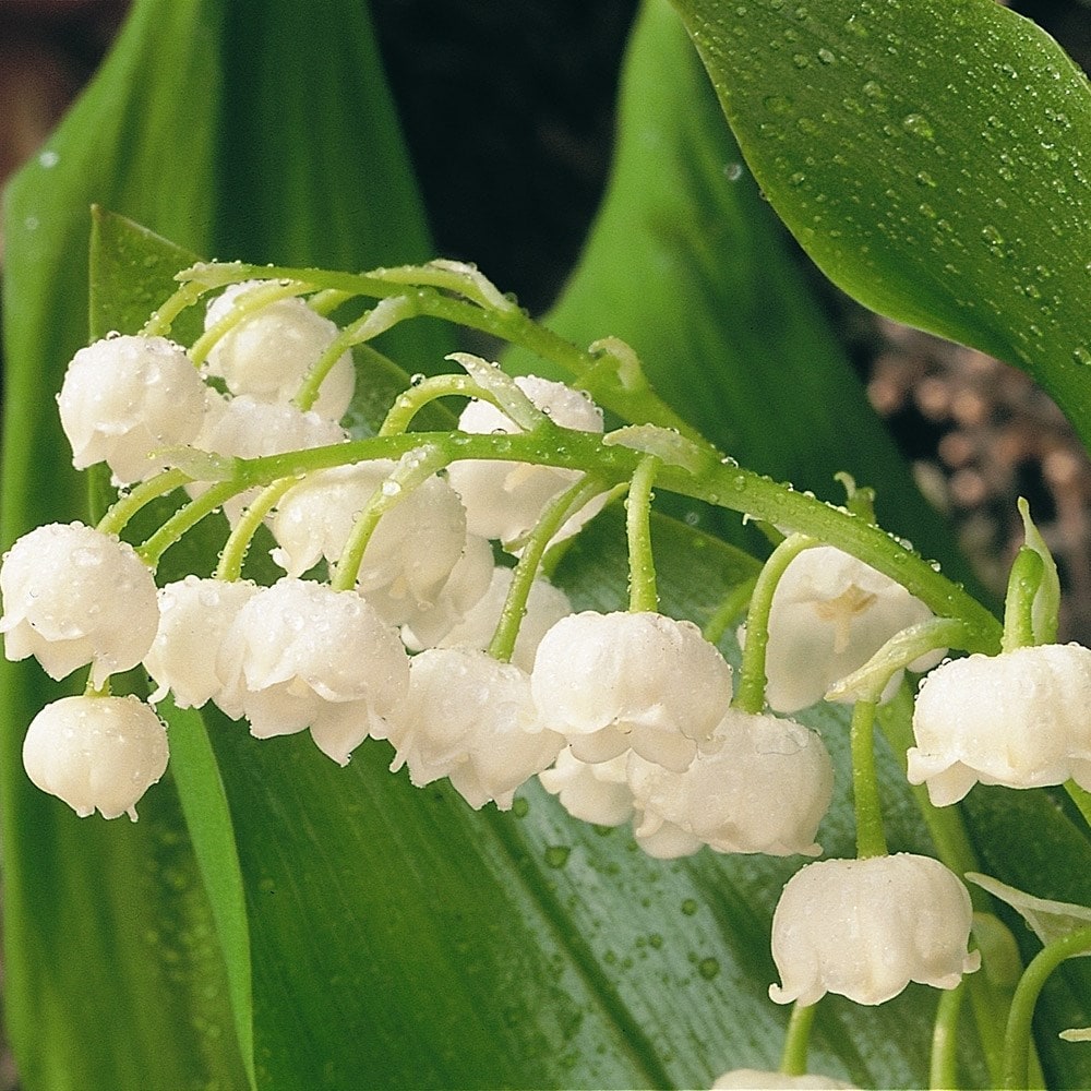 Buy lily-of-the-valley Convallaria majalis: £3.99 Delivery by Crocus
