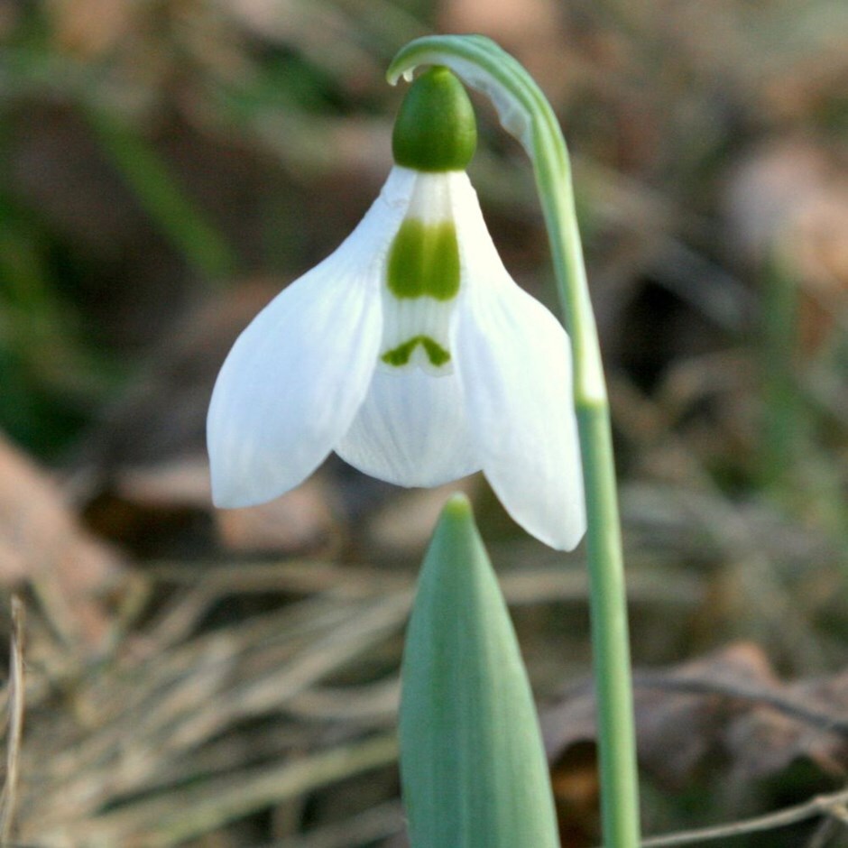 snowdrop - potted bulbs