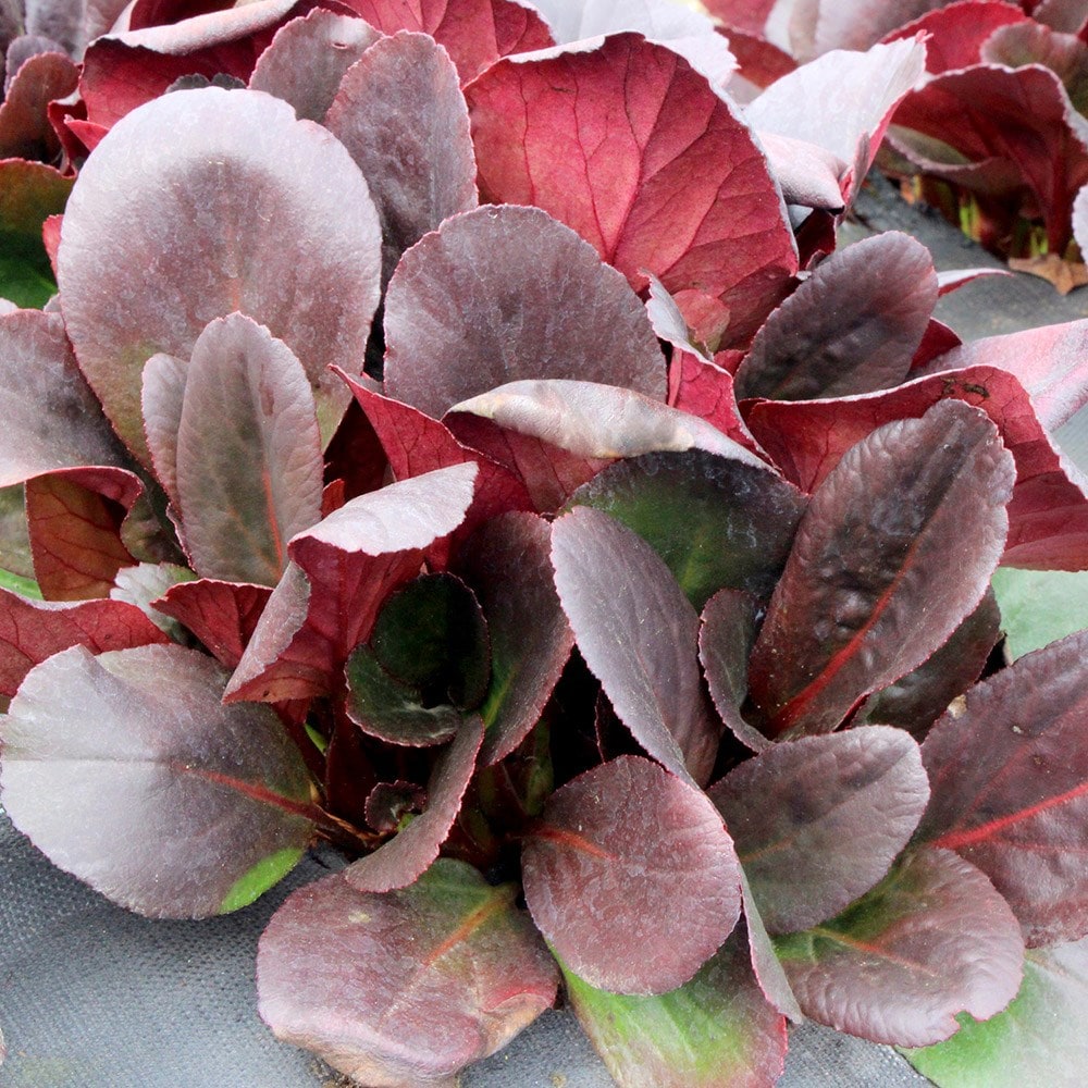 Buy elephant's ears Bergenia Overture: £. Delivery by Crocus
