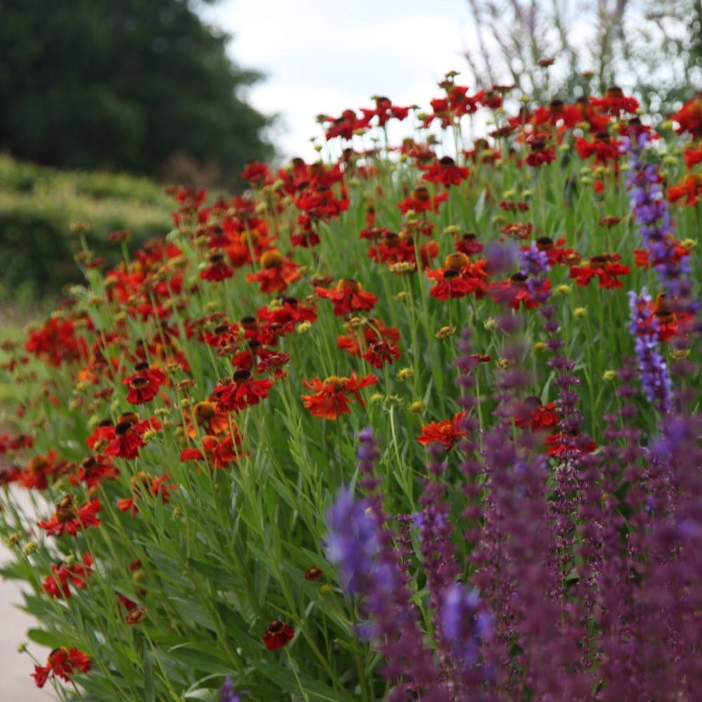 <i>Helenium</i> 'Ruby Thuesday'